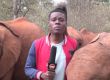 Игриво слонче гъделичка носа на водещ по време на новинарска емисия в Кения