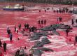 Океанът стана червен от кръв след лов на китове 