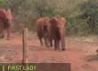 Мелания храни слончета в Кения